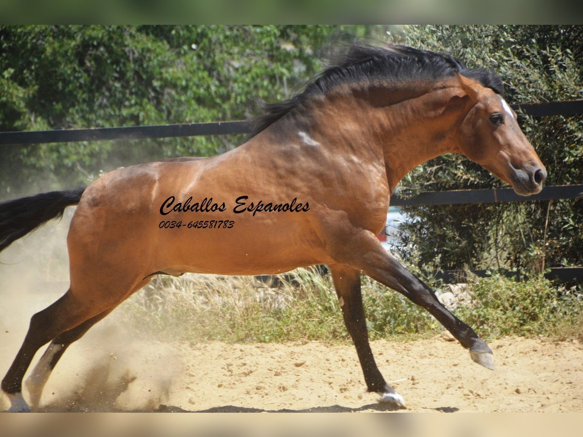 PRE Croisé Étalon 5 Ans 163 cm Buckskin in Vejer de la Frontera