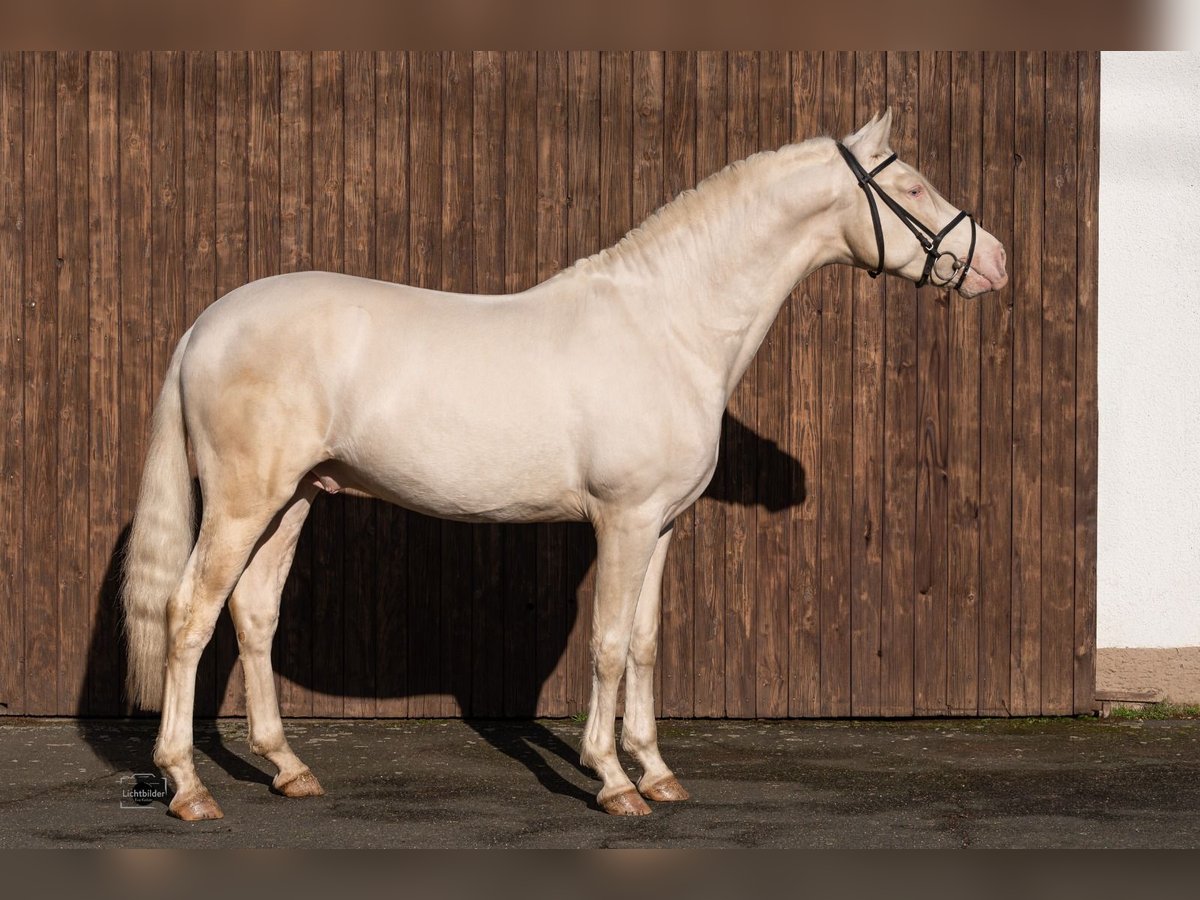 PRE Croisé Étalon 5 Ans 163 cm Cremello in Frankfurt