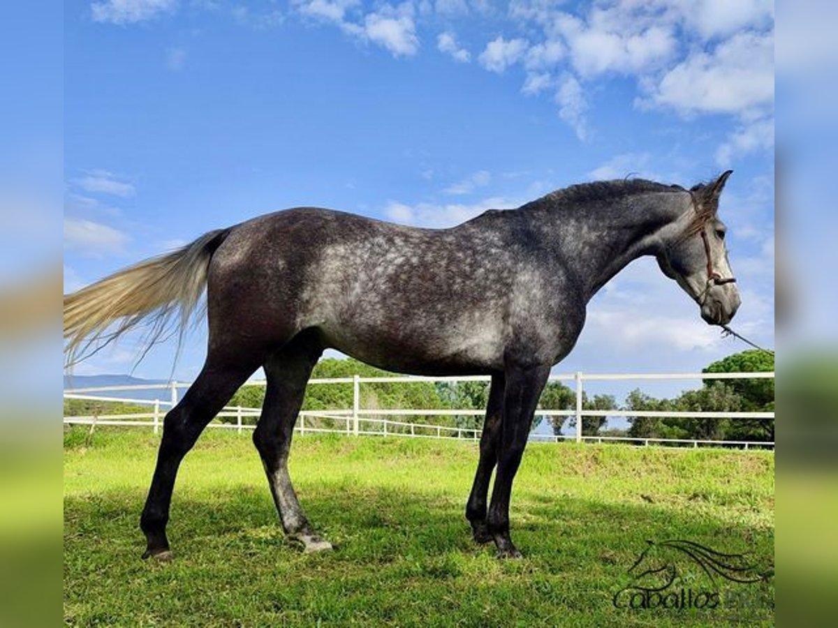 PRE Étalon 5 Ans 163 cm Gris in Barcelona