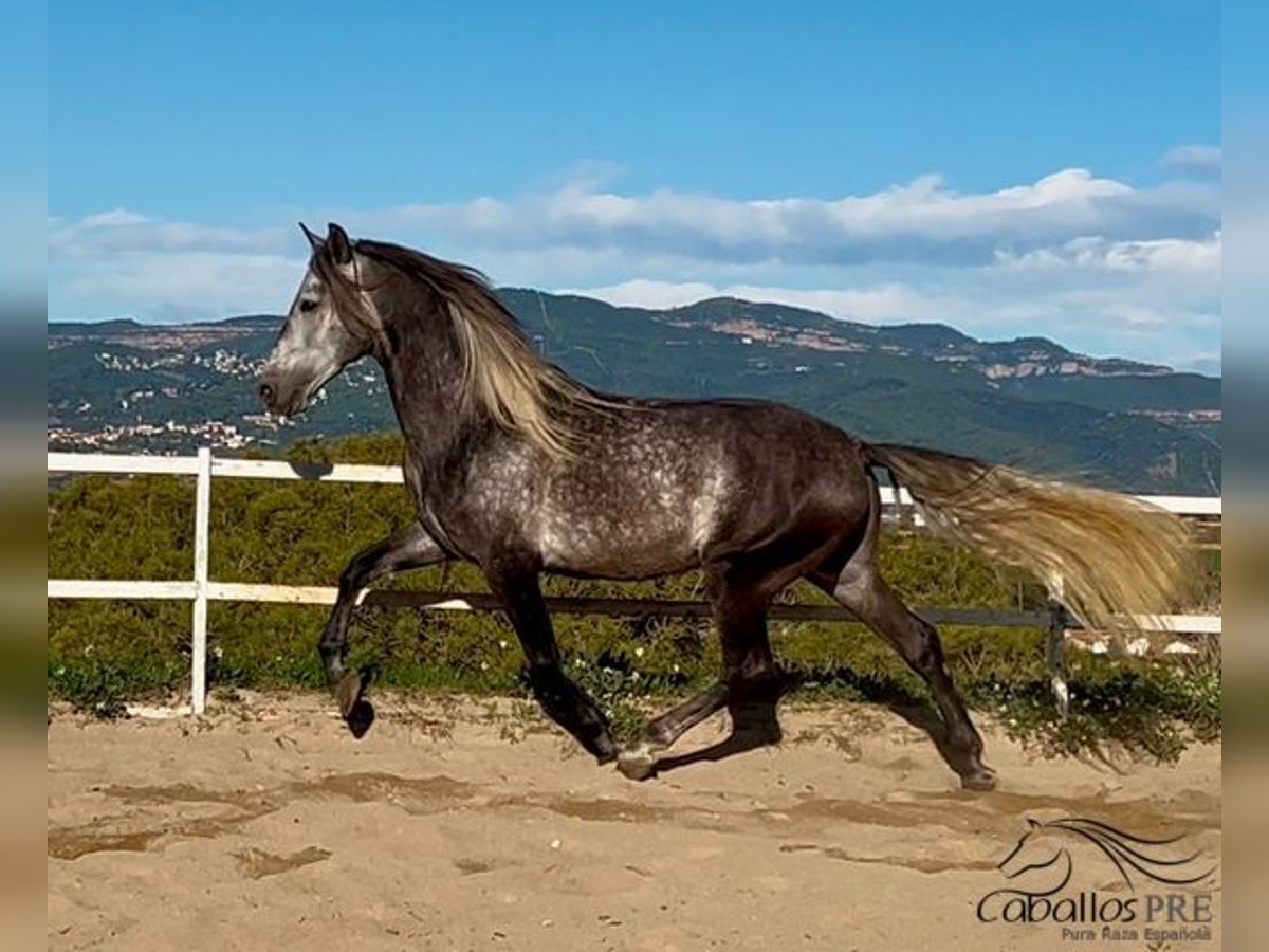 PRE Étalon 5 Ans 163 cm Gris in Barcelona