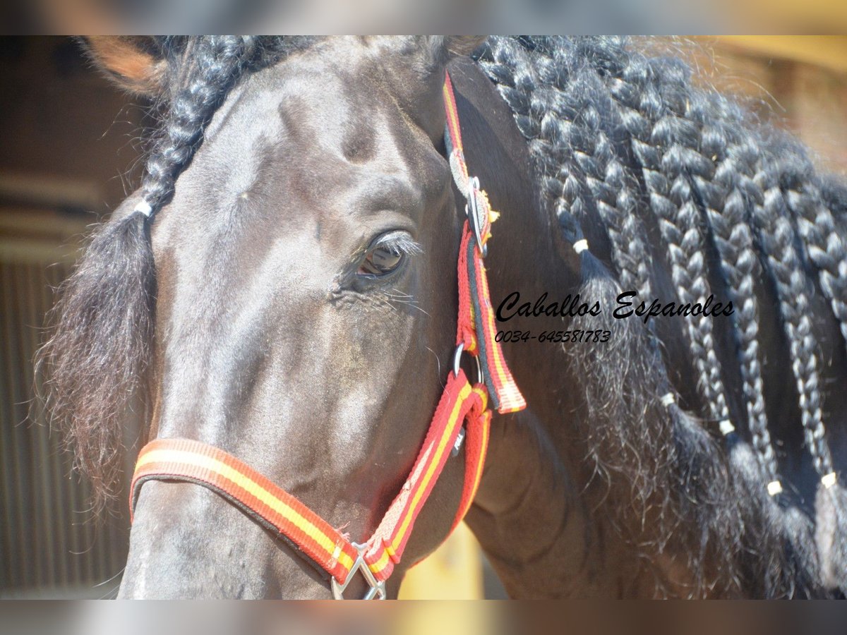 PRE Étalon 5 Ans 163 cm Noir in Vejer de la Frontera