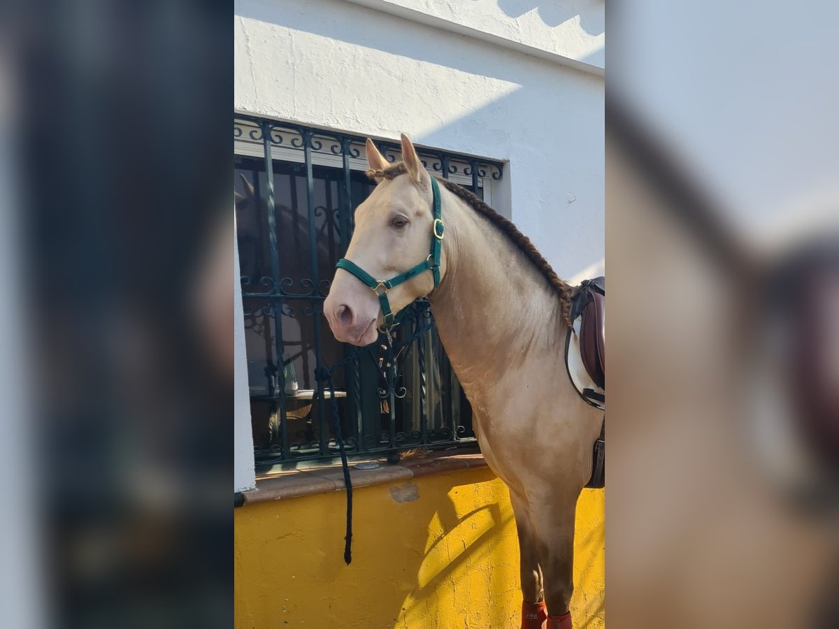 PRE Étalon 5 Ans 163 cm Perlino in Arcos de la Frontera