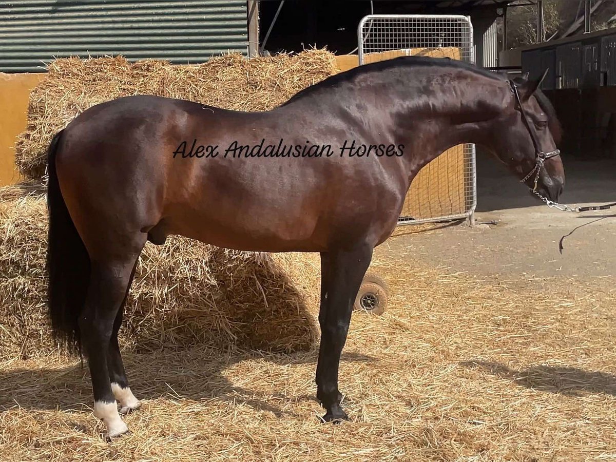 PRE Croisé Étalon 5 Ans 164 cm Bai brun in Sevilla