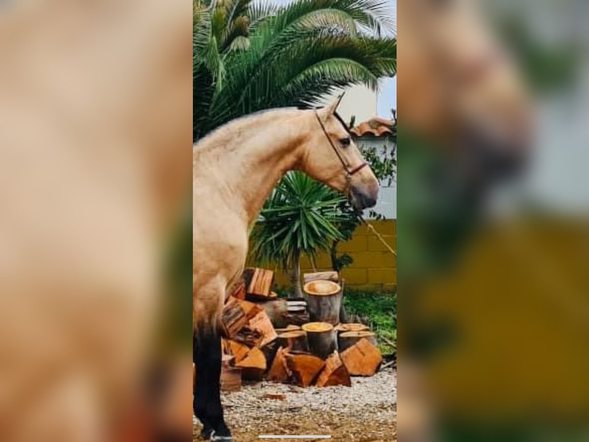 PRE Croisé Étalon 5 Ans 164 cm Buckskin in Madrid