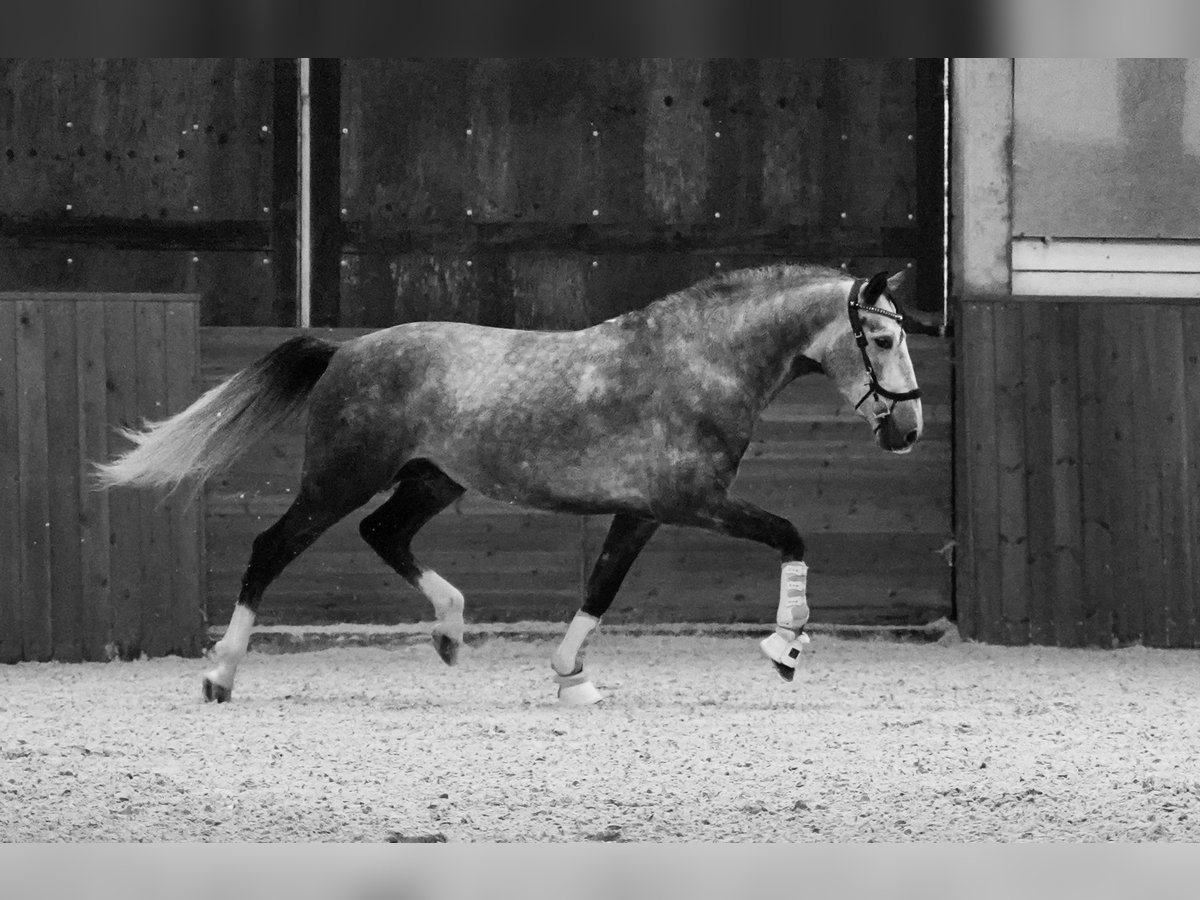 PRE Étalon 5 Ans 164 cm Gris pommelé in HEUVELLAND