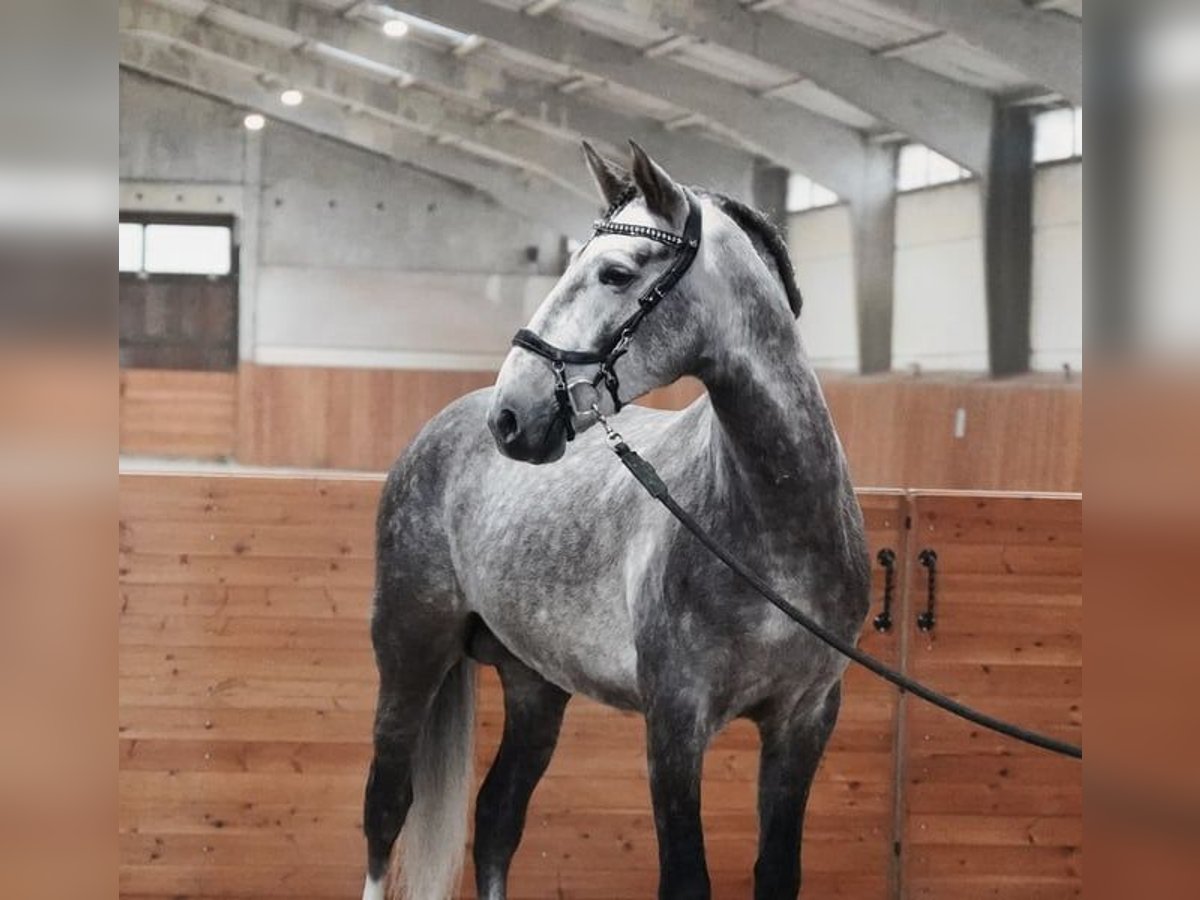 PRE Étalon 5 Ans 164 cm Gris pommelé in Saint-Claude