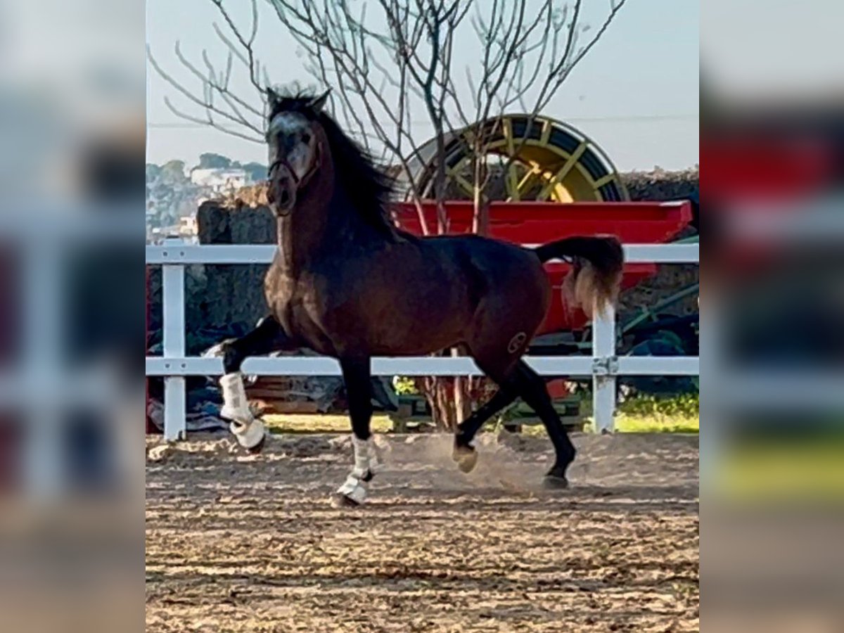 PRE Croisé Étalon 5 Ans 164 cm Gris pommelé in Martfeld