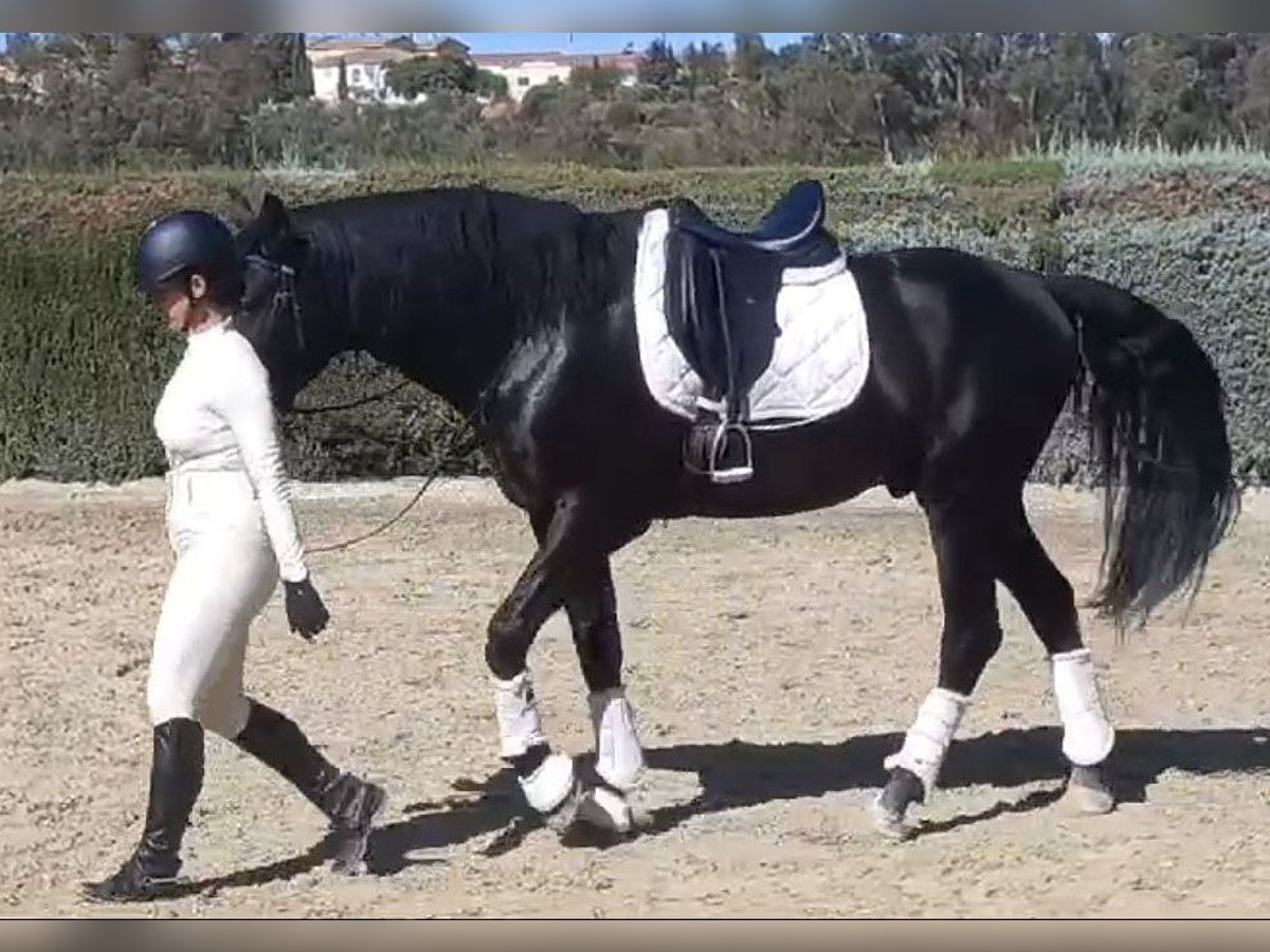 PRE Croisé Étalon 5 Ans 164 cm Noir in Huelva