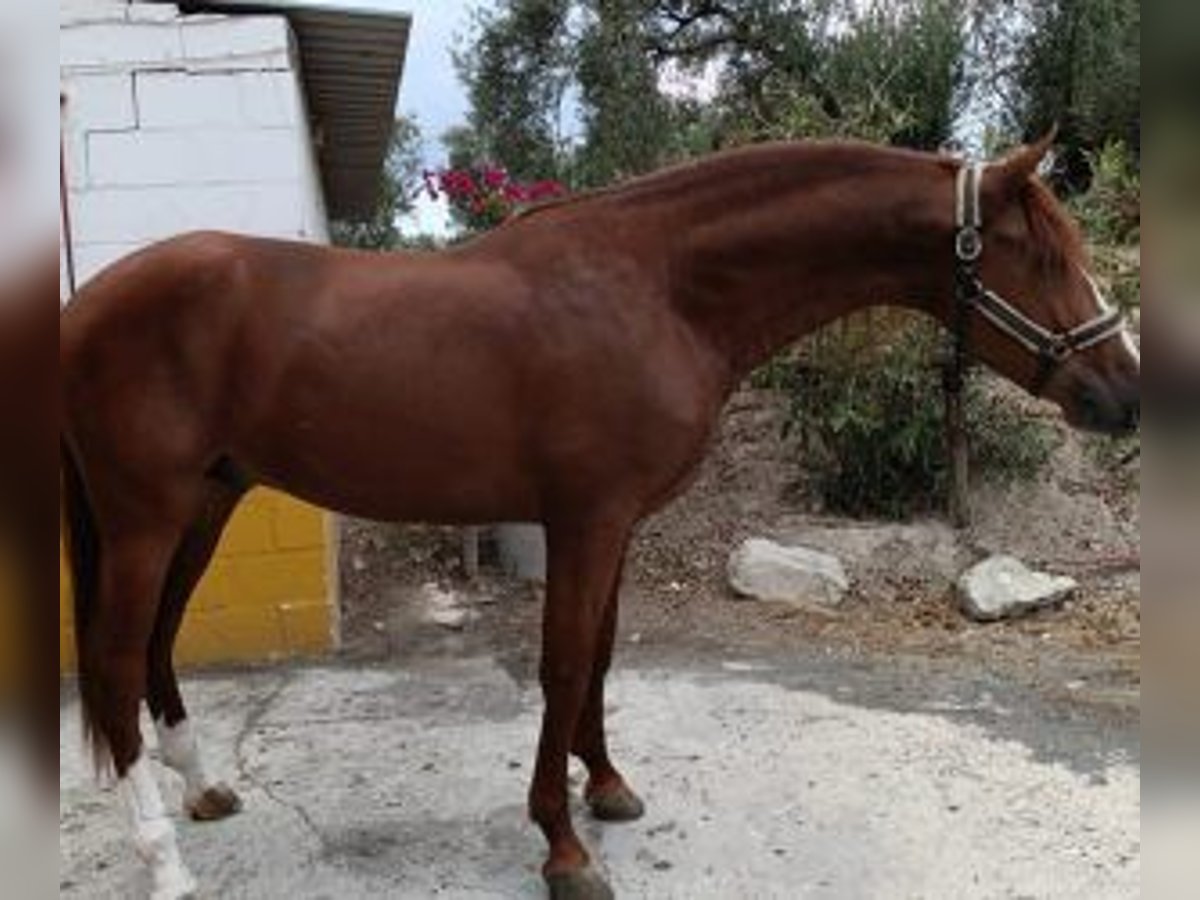 PRE Croisé Étalon 5 Ans 165 cm Alezan brûlé in Sevilla