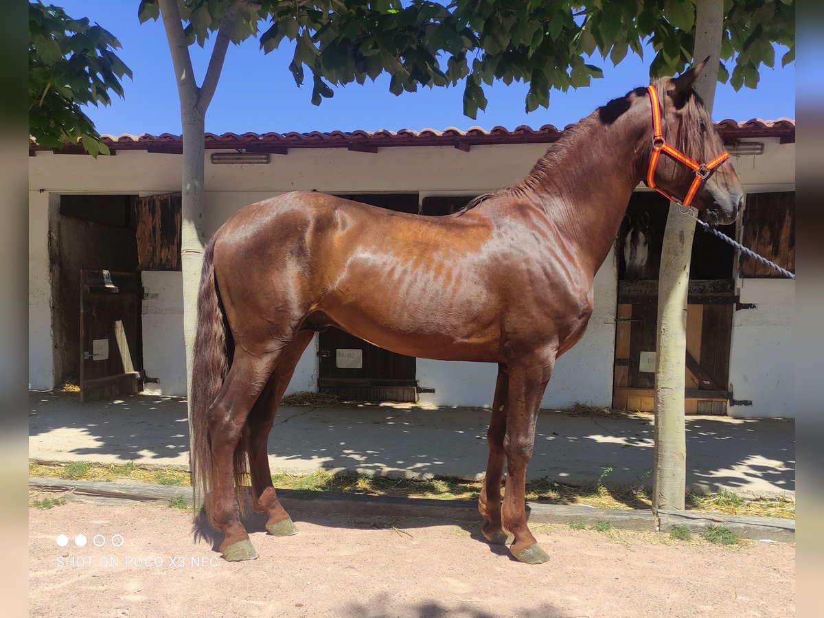 PRE Étalon 5 Ans 165 cm Alezan in Agost