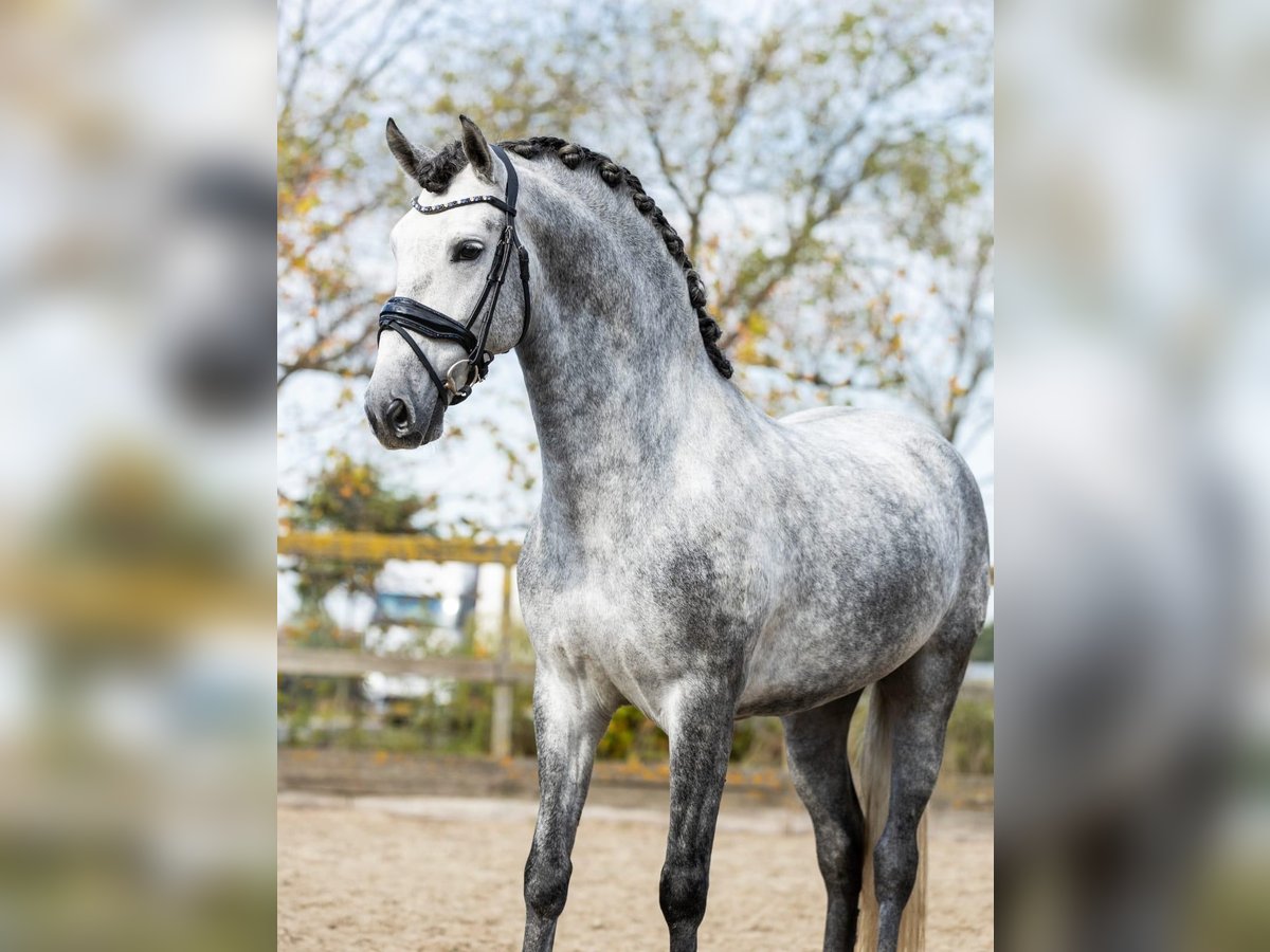 PRE Croisé Étalon 5 Ans 165 cm Gris in Sm