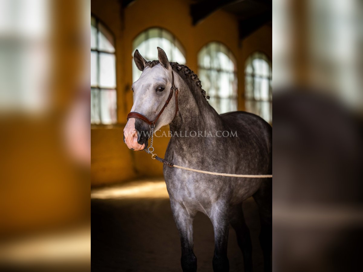 PRE Étalon 5 Ans 165 cm Gris pommelé in Rafelguaraf