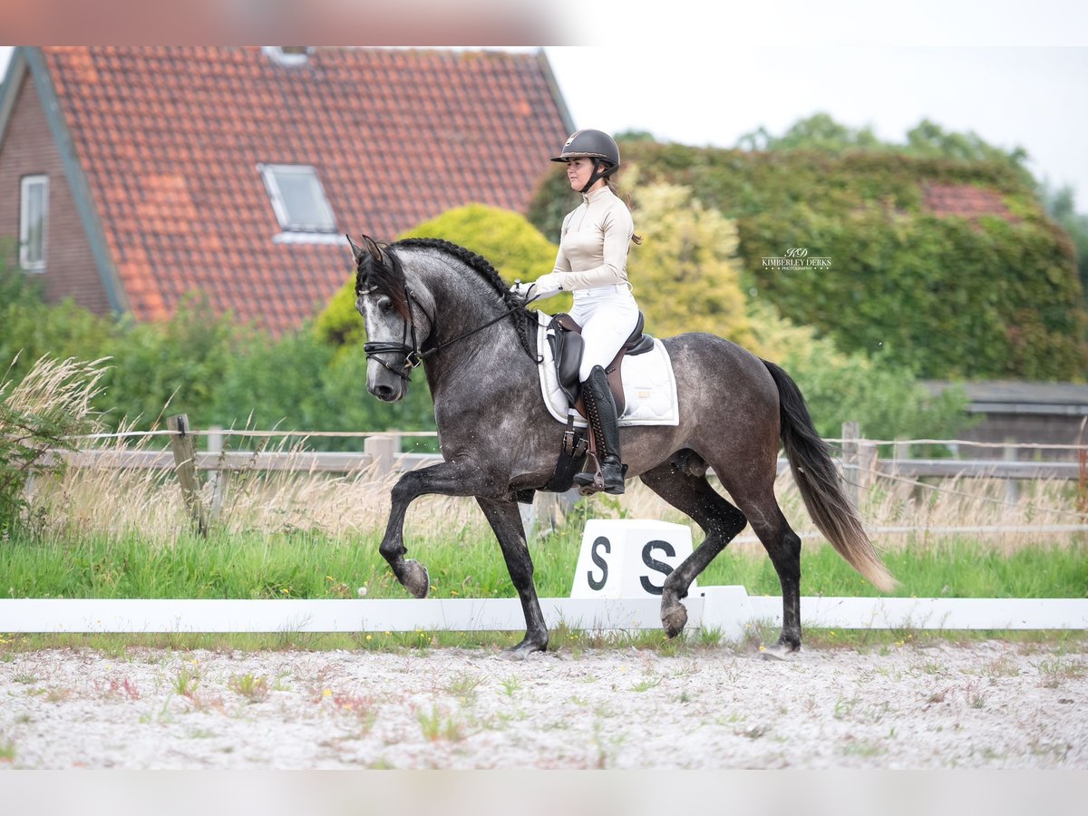 PRE Étalon 5 Ans 165 cm Gris pommelé in Heuvelland