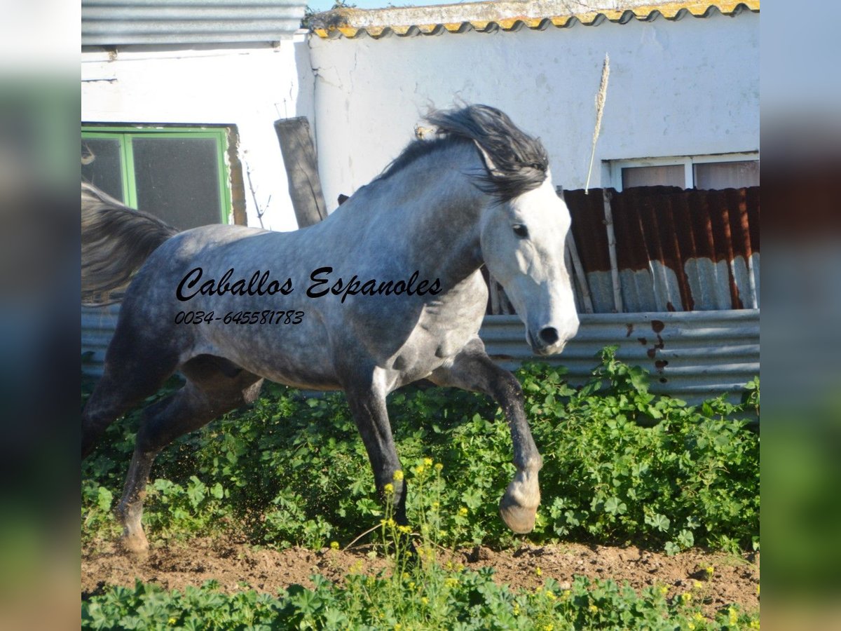 PRE Étalon 5 Ans 165 cm Gris pommelé in Vejer de la Frontera