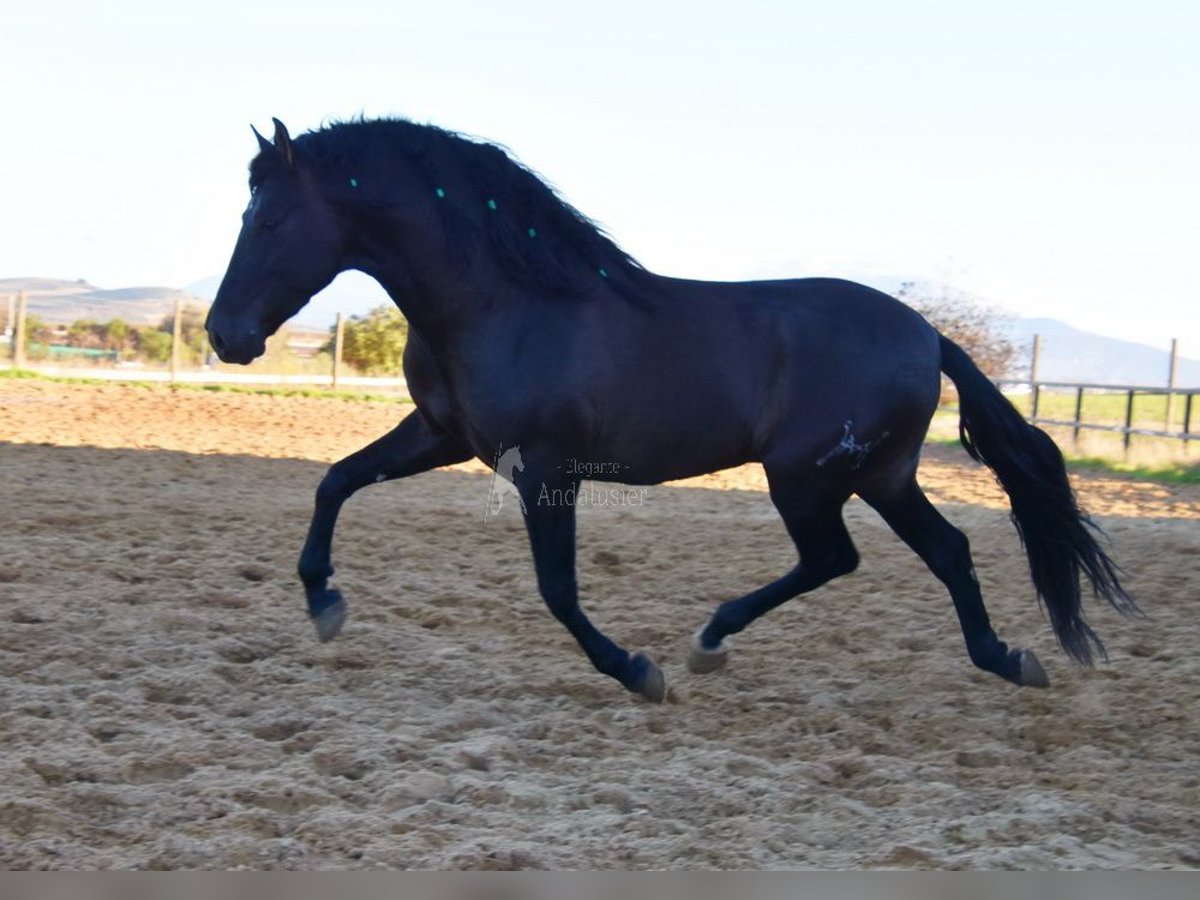 PRE Étalon 5 Ans 165 cm Noir in Provinz Malaga