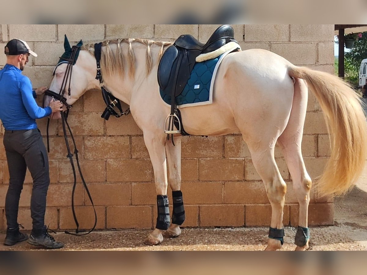 PRE Étalon 5 Ans 166 cm Alezan in Yunquera De Henares