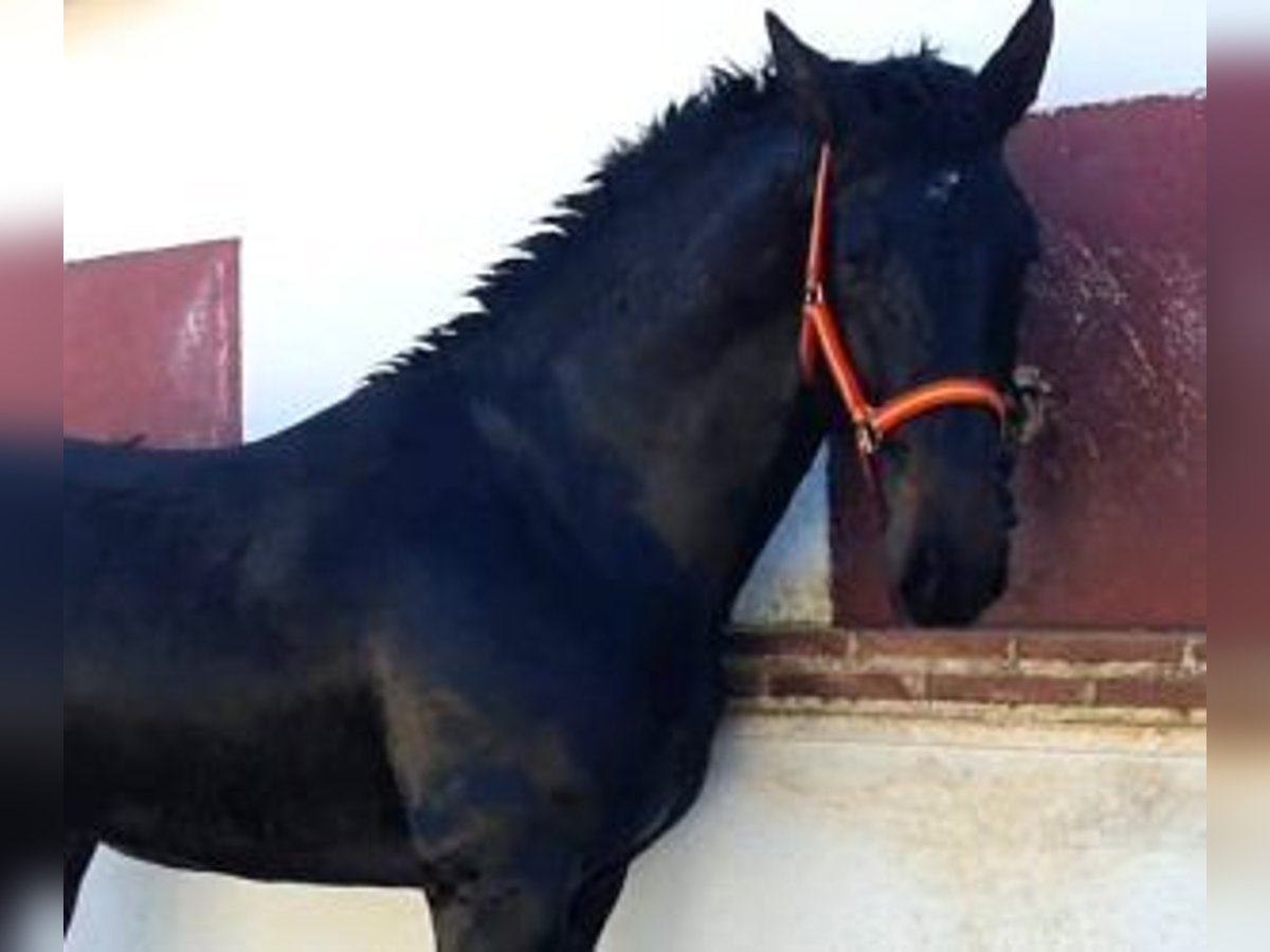 PRE Croisé Étalon 5 Ans 166 cm Bai cerise in MADRID