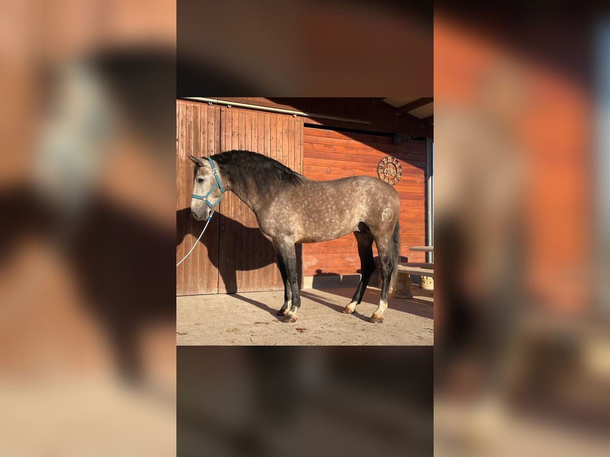 PRE Croisé Étalon 5 Ans 166 cm Gris in Peralta/Azkoien