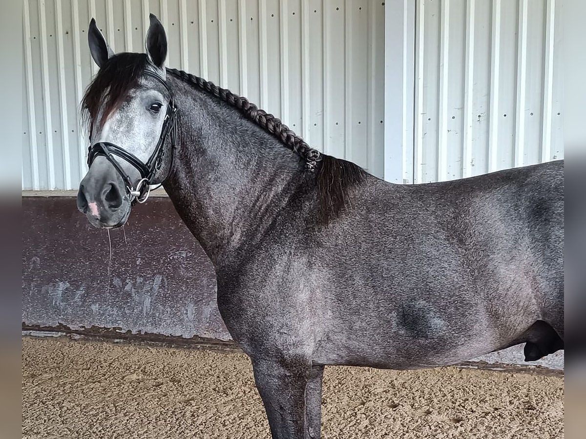 PRE Croisé Étalon 5 Ans 166 cm Gris in Huelva