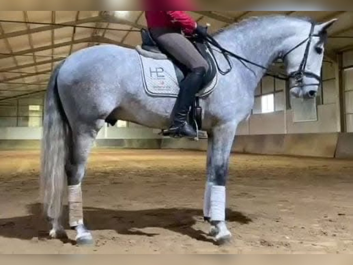 PRE Étalon 5 Ans 166 cm Gris pommelé in Monroy