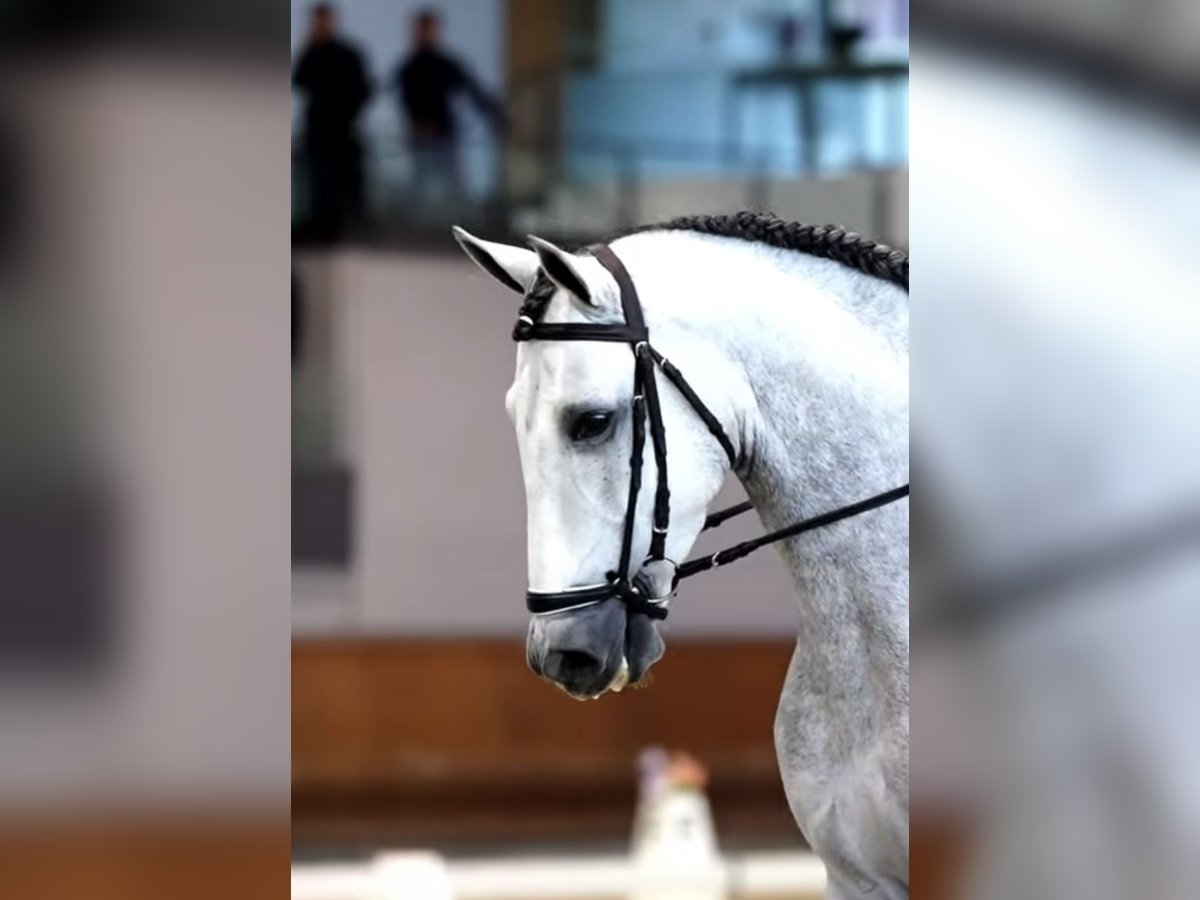 PRE Étalon 5 Ans 166 cm Gris pommelé in Monroy