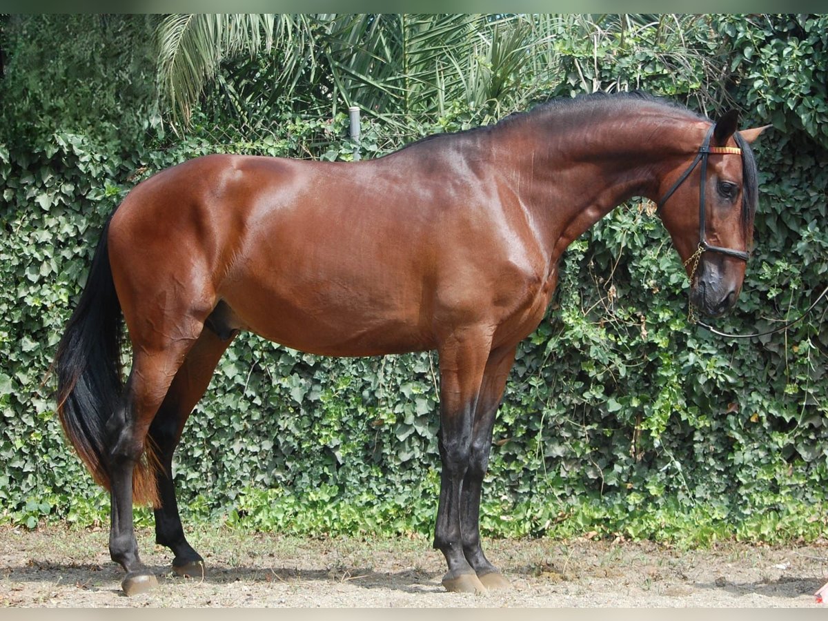 PRE Étalon 5 Ans 167 cm Bai cerise in Tarragona