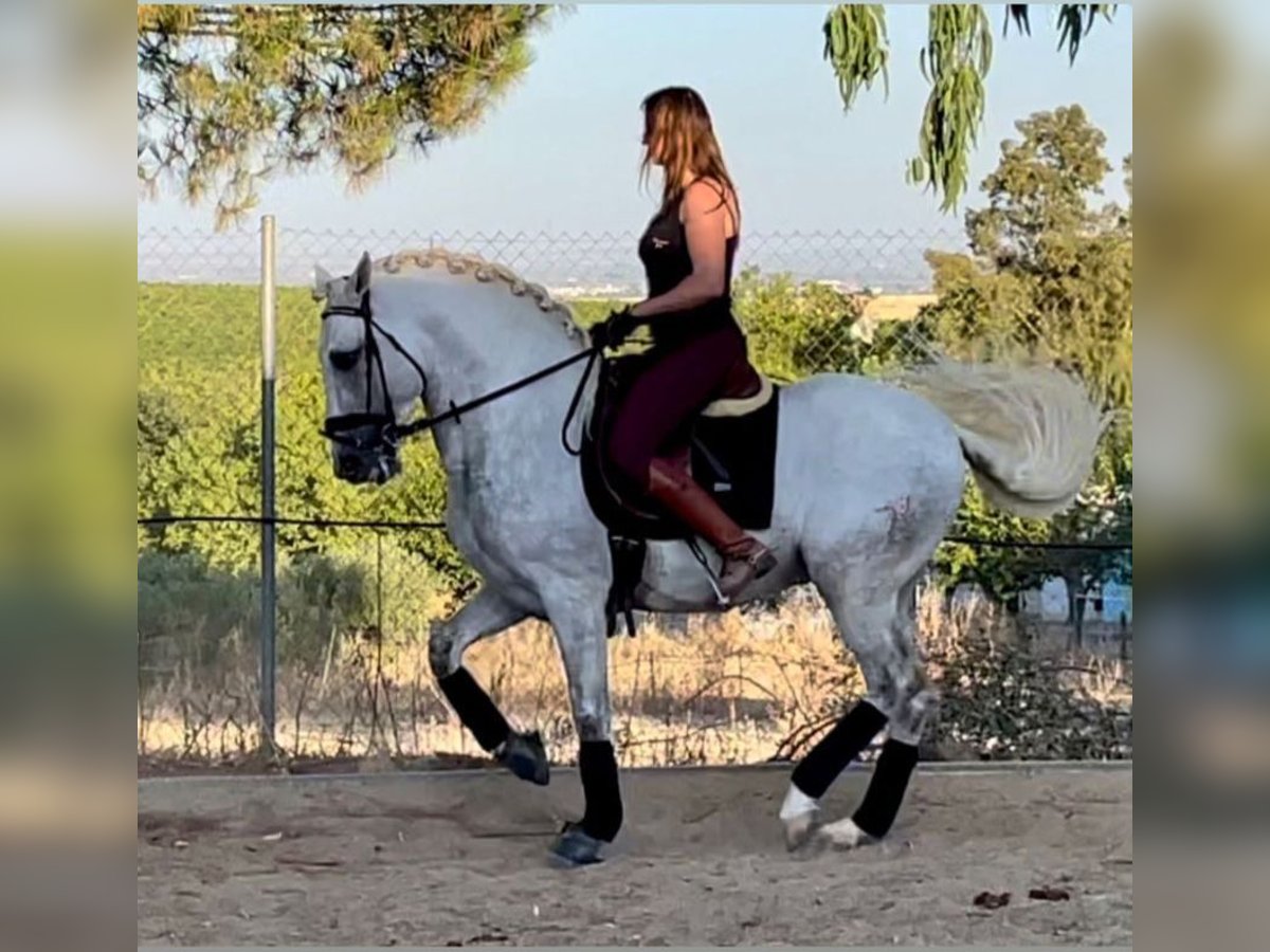 PRE Croisé Étalon 5 Ans 167 cm Blanc in Sevilla