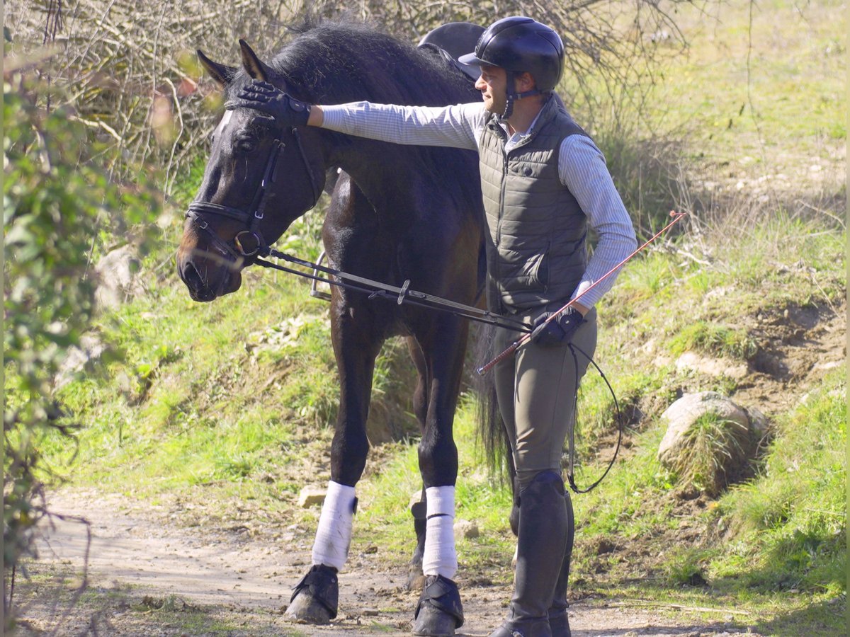 PRE Étalon 5 Ans 168 cm Bai brun in Madrid