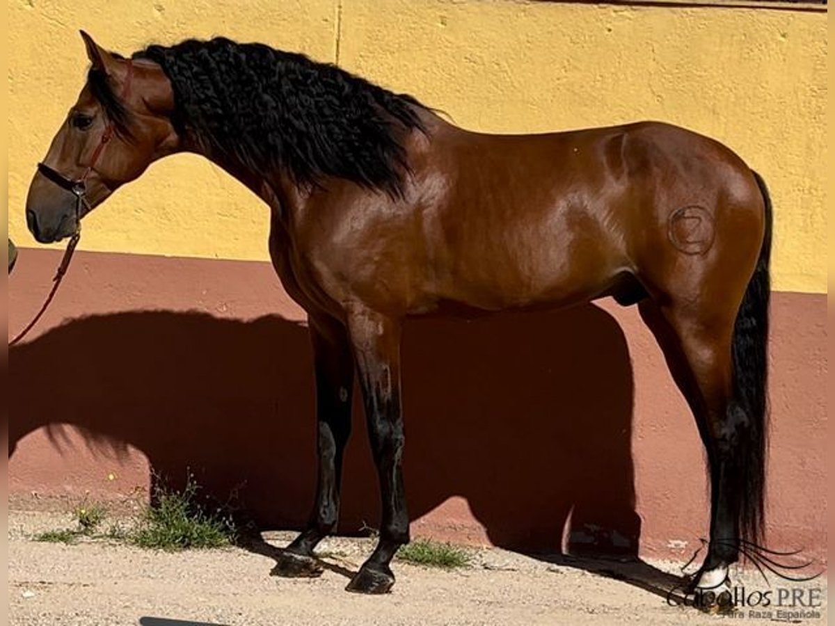 PRE Étalon 5 Ans 168 cm Bai in Barcelona