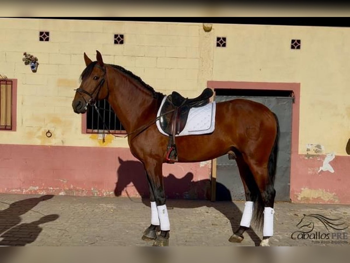 PRE Étalon 5 Ans 168 cm Bai in Barcelona