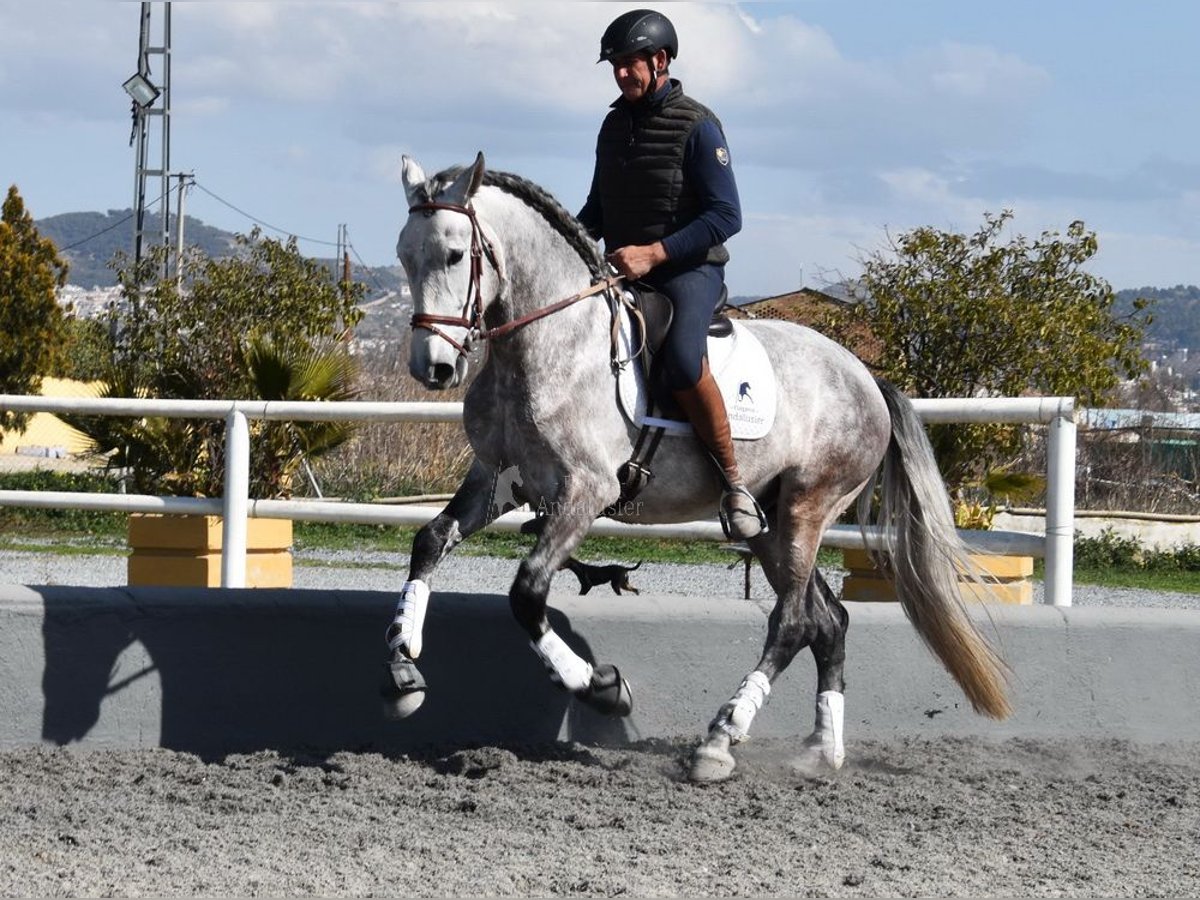 PRE Croisé Étalon 5 Ans 168 cm Gris in Provinz Granada