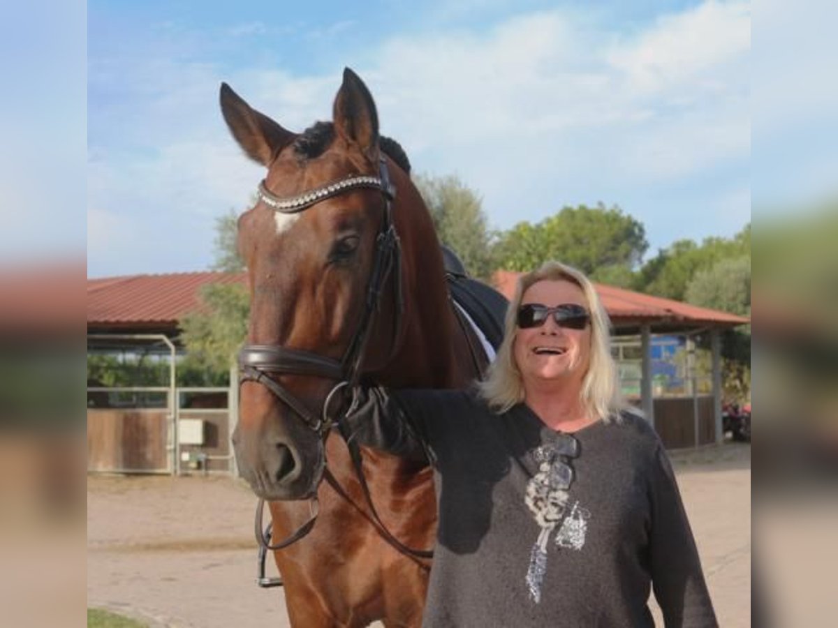 PRE Croisé Étalon 5 Ans 171 cm Bai in Barcelona