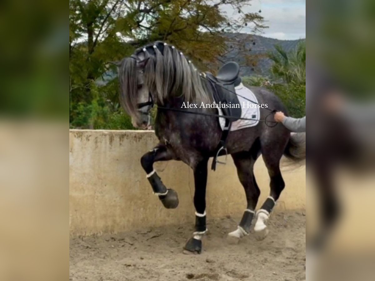 PRE Croisé Étalon 5 Ans 171 cm Gris pommelé in Sevilla