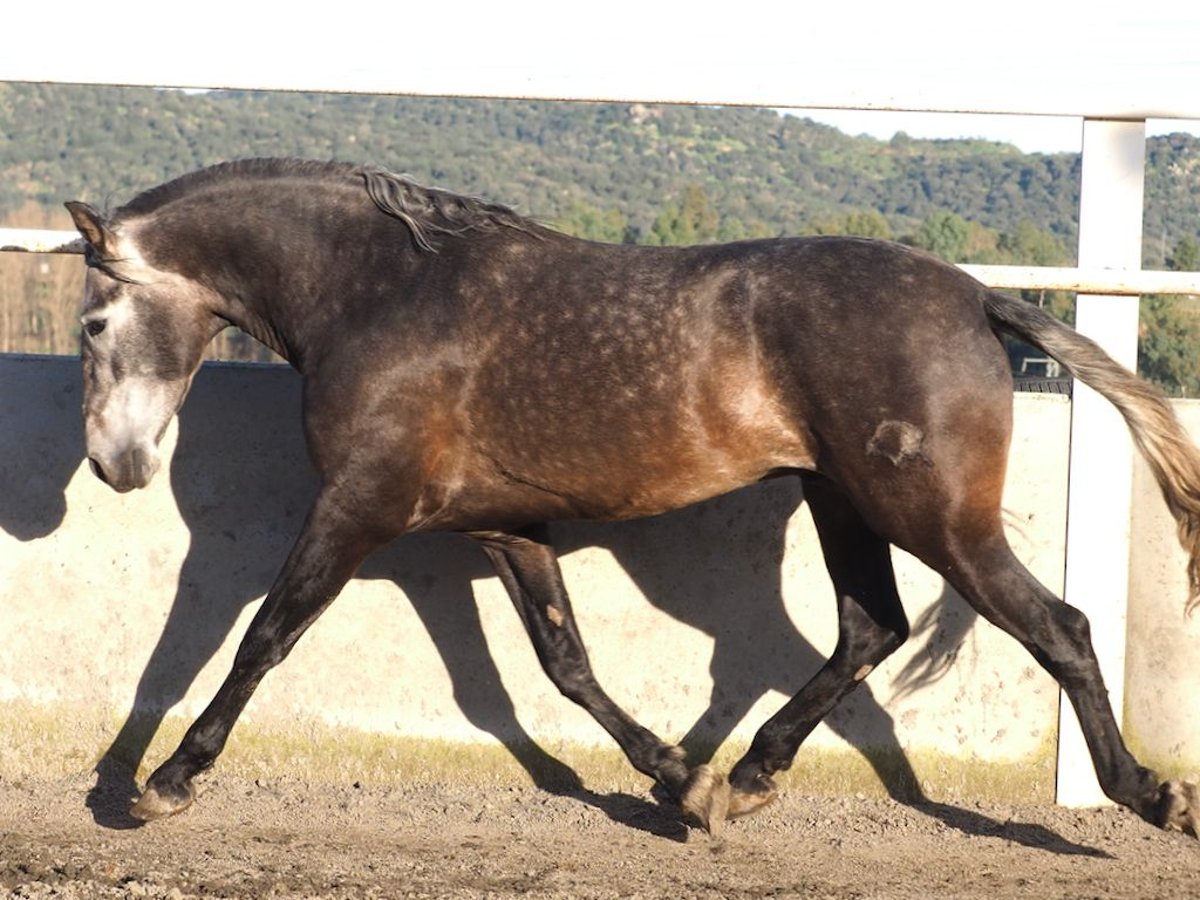 PRE Croisé Étalon 5 Ans 172 cm Gris in NAVAS DEL MADRONO