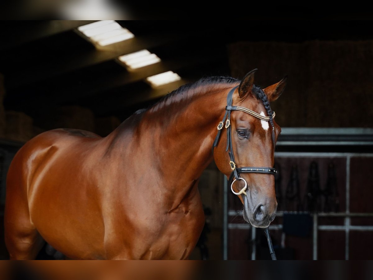 PRE Étalon 5 Ans 173 cm Bai clair in HEUVELLAND