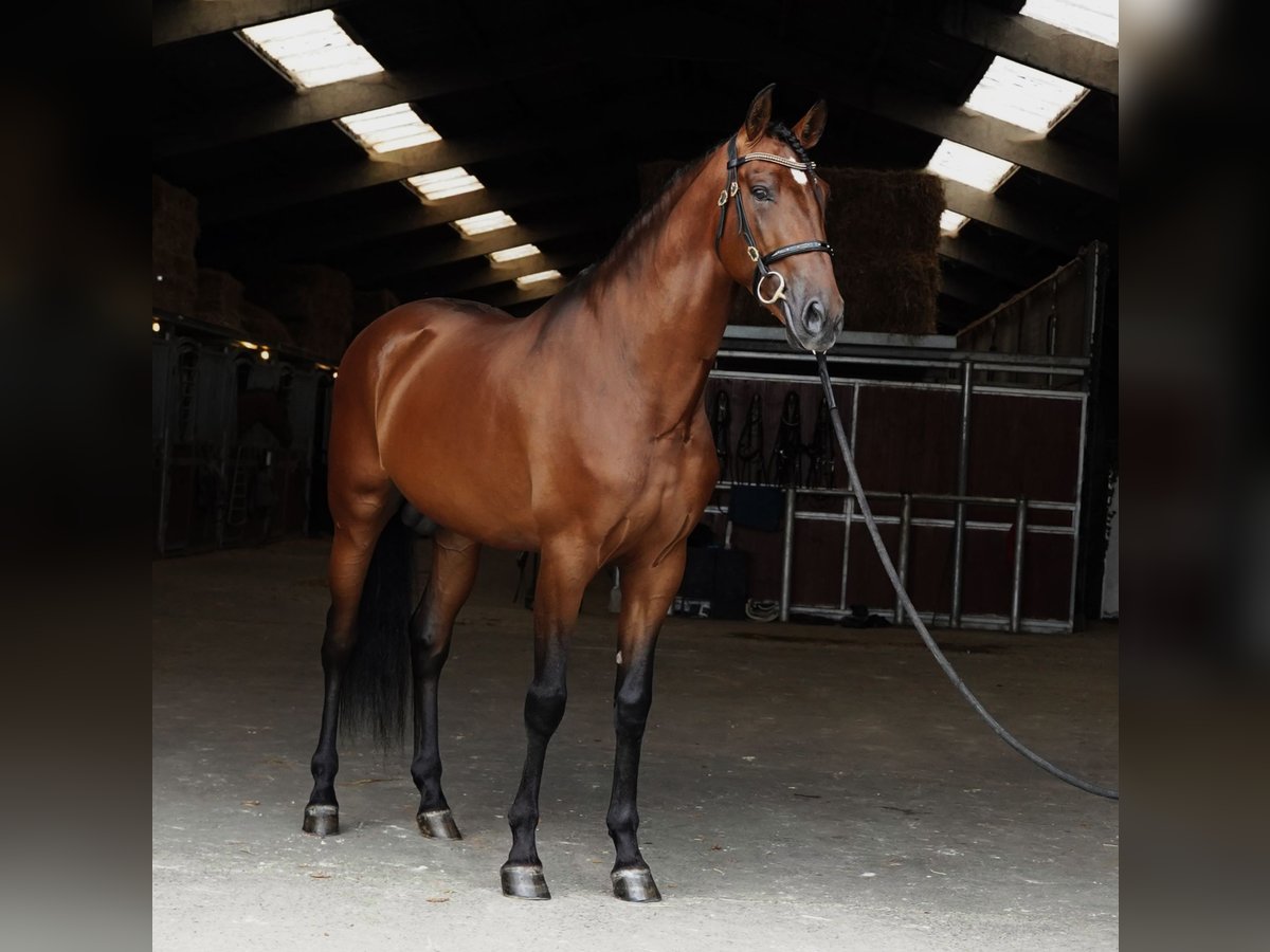 PRE Étalon 5 Ans 173 cm Bai clair in HEUVELLAND