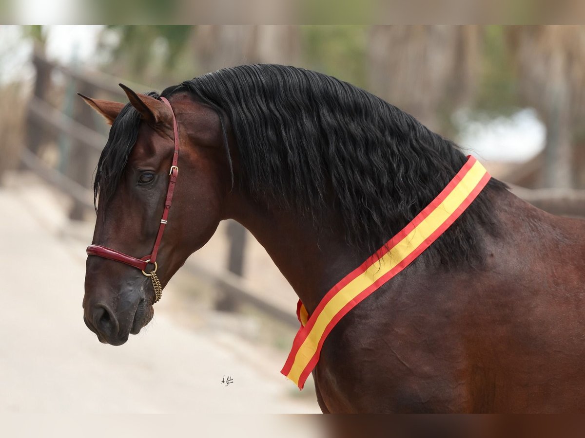 PRE Étalon 5 Ans 175 cm Bai cerise in torrevieja