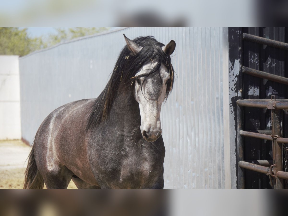 PRE Croisé Étalon 5 Ans 175 cm Gris in Rafelguaraf