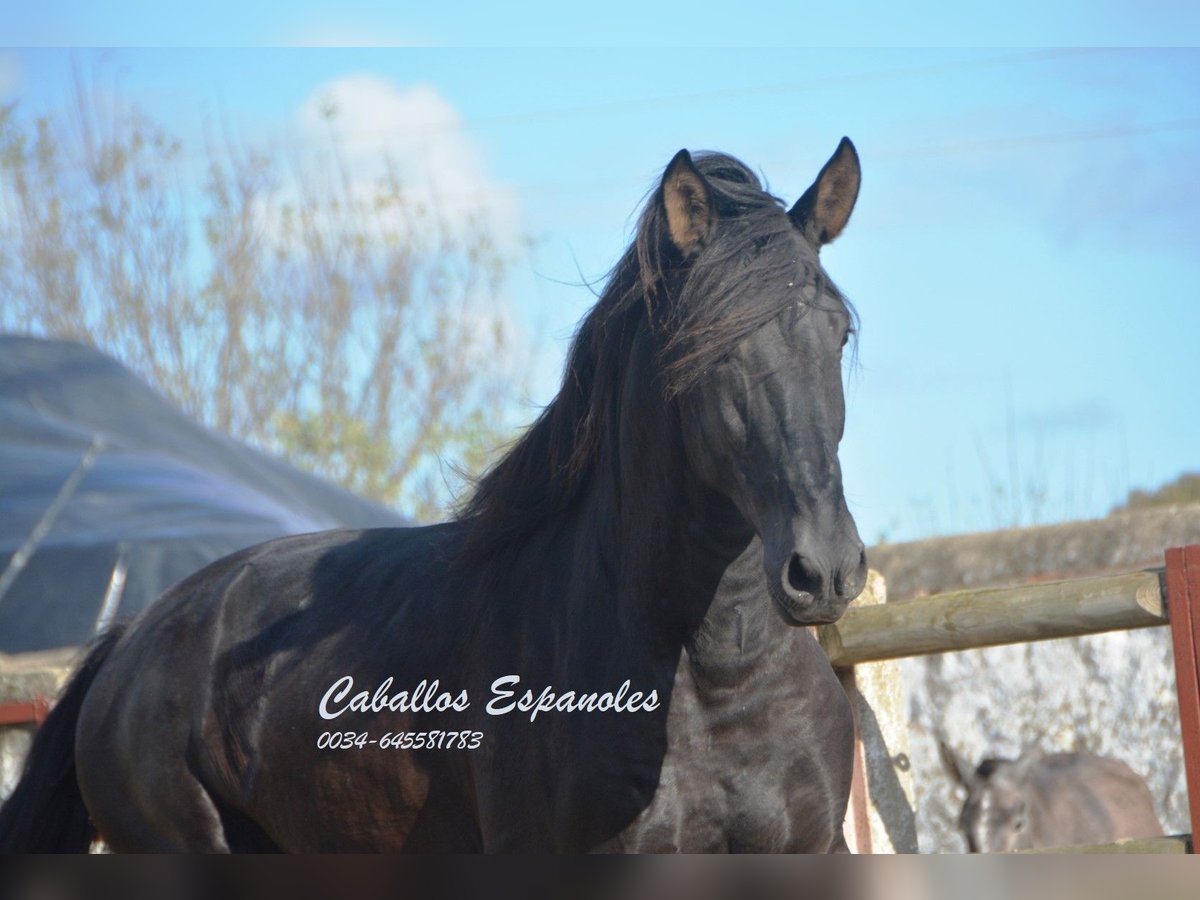 PRE Étalon 5 Ans 175 cm Noir in Vejer de la Frontera