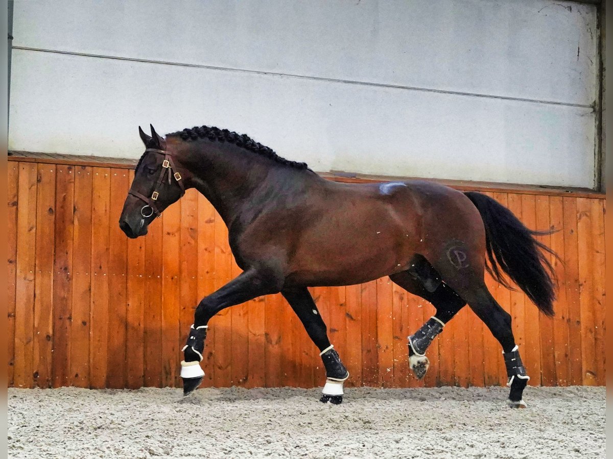 PRE Croisé Étalon 5 Ans 176 cm Bai brun in HEUVELLAND