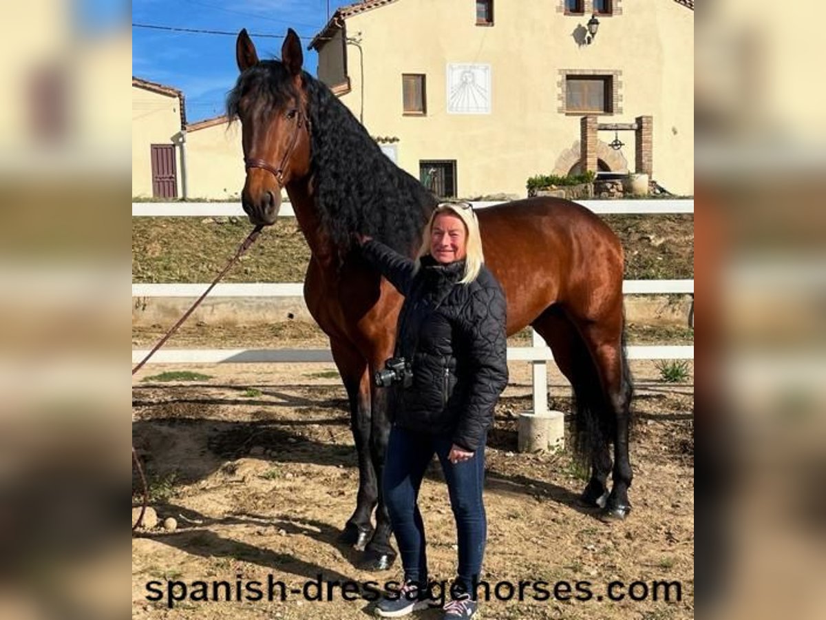 PRE Croisé Étalon 5 Ans 176 cm Bai in Barcelona