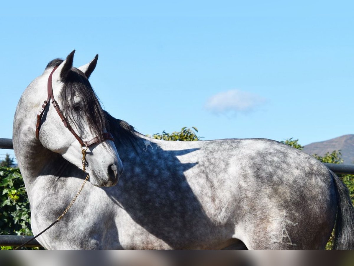 PRE Étalon 5 Ans 176 cm Gris in Provinz Malaga