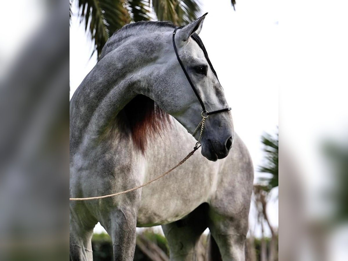 PRE Croisé Étalon 5 Ans 177 cm Gris in Valldoriolf (Vilanova Del Valles)