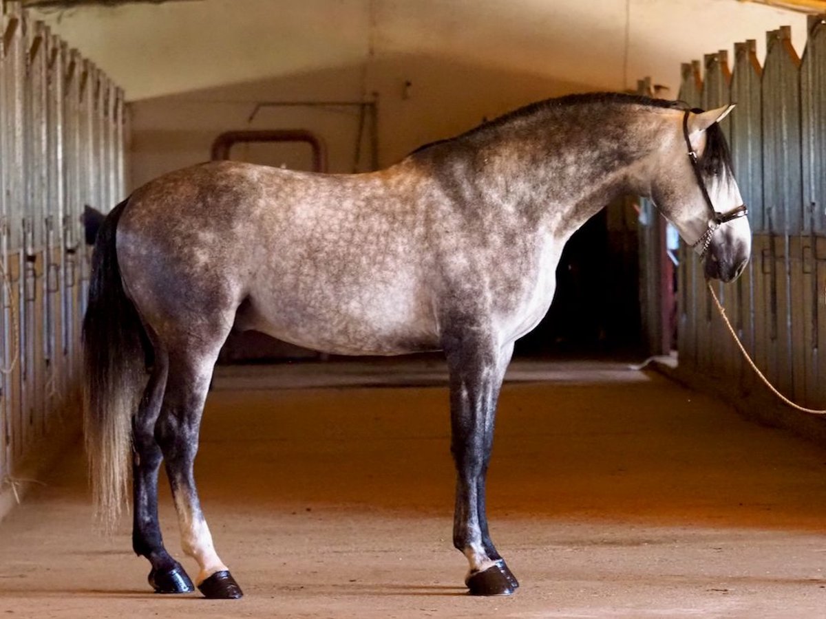 PRE Croisé Étalon 5 Ans 178 cm Gris in Navas Del Madroño