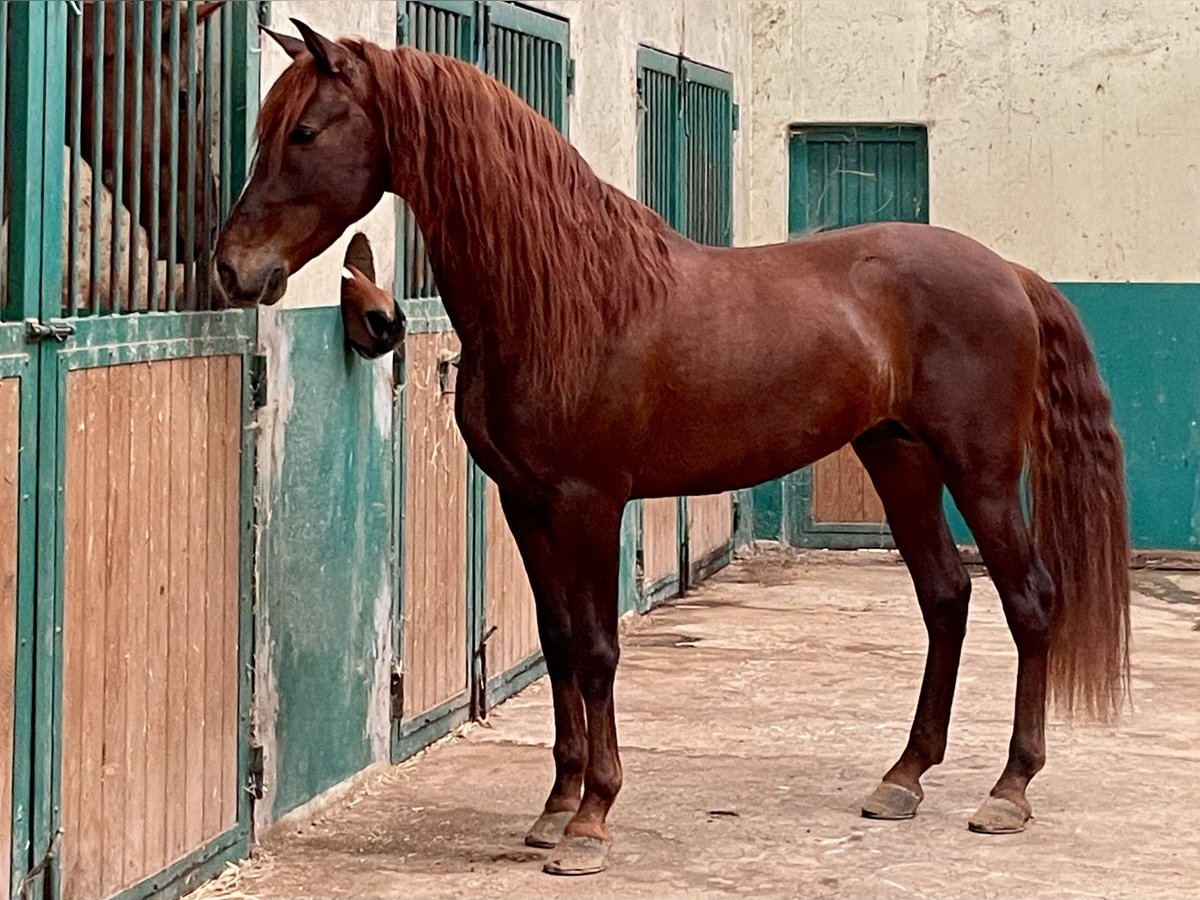 PRE Croisé Étalon 5 Ans Alezan in Barcelona