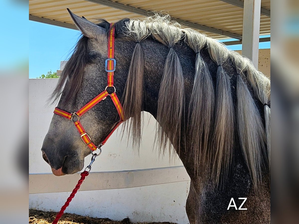 PRE Croisé Étalon 5 Ans Gris in Agost