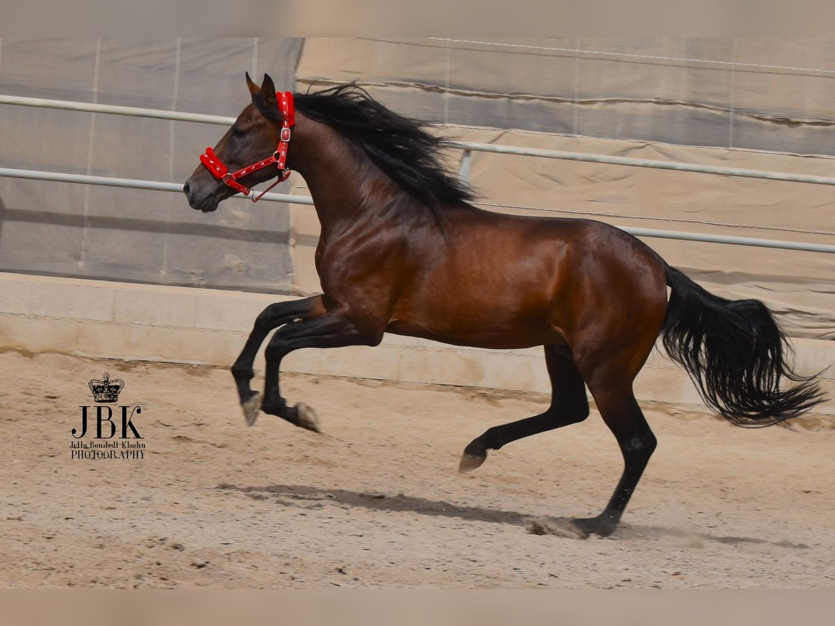 PRE Croisé Étalon 6 Ans 157 cm Bai in Tabernas Almería