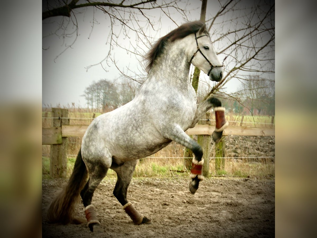 PRE Croisé Étalon 6 Ans 157 cm Gris pommelé in Bredene