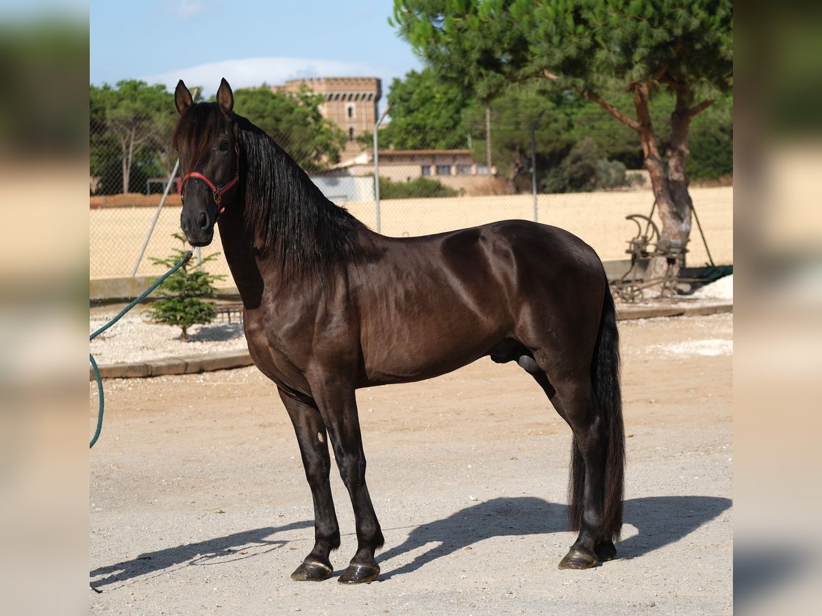PRE Croisé Étalon 6 Ans 158 cm Noir in Hamburg