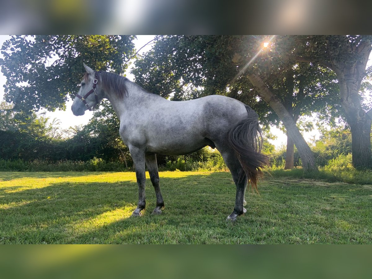 PRE Étalon 6 Ans 160 cm Gris in Marguerittes